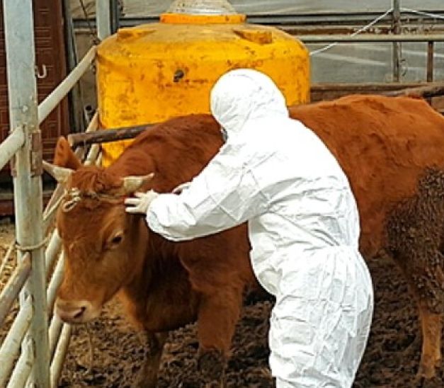 여주시, 구제역 일제접종 및 럼피스킨 보강접종 추진