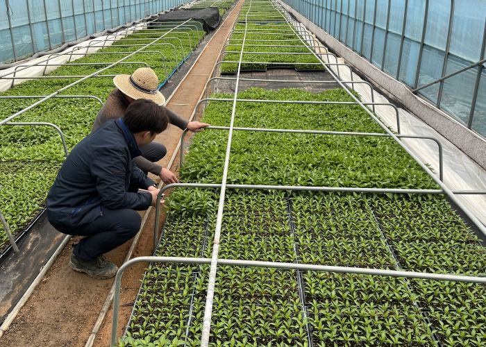 김포시농업기술센터가 관내 고추 육묘 농가를 대상으로 바이러스병 및 매개충 발생여부를 조사했다.