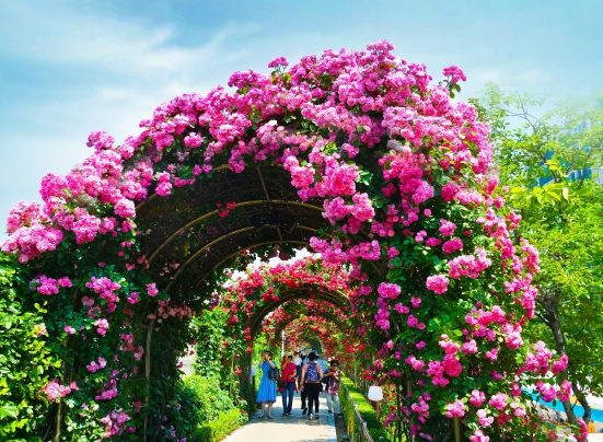 장미꽃이 만발한 중랑천 장미공원