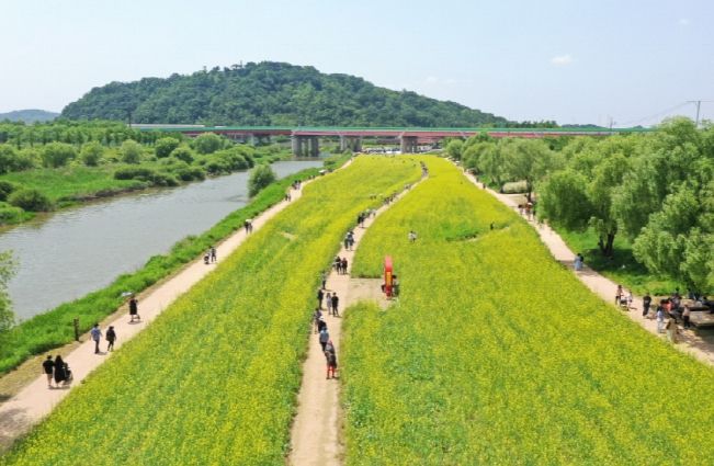 유채꽃이 만발한 창릉천 강매석교공원 전경