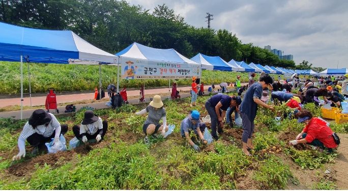 지난해 ‘감자캐기’ 행사에 참여한 주민들이 감자를 수확하고 있다