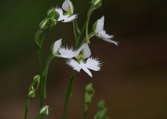 수원 일월수목원 습지원에 정상 활착한 해오라비난초가 개화한 모습.