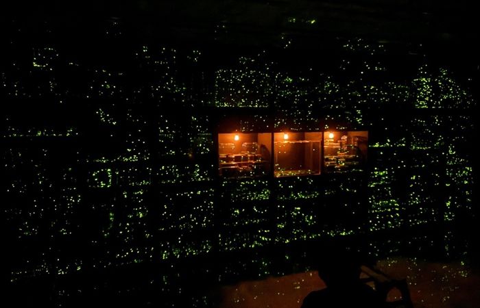 “마치 우주에 온 기분이었어요” 대전곤충생태관, 반딧불이 불빛체험 성지로 등극