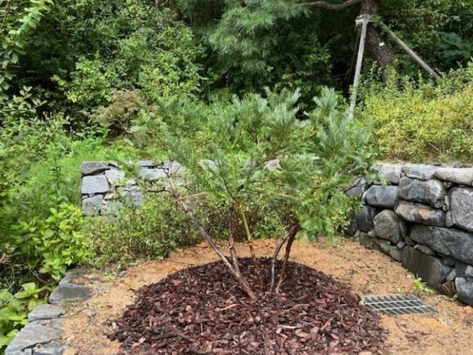 영흥수목원 정조효원에 식재한 화성 융릉 개비자나무 후계목.