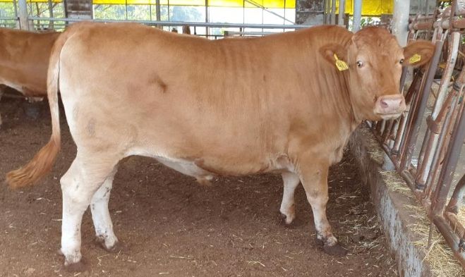 임금님표 이천한우의 저력, 슈퍼한우 2두 출하