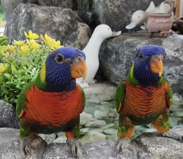 홍성군 치유쉼터, 앵무새와 함께하는 이색산책