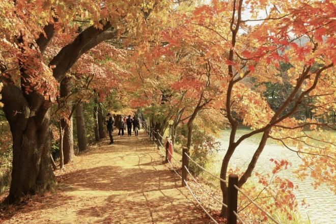 가평군 청평 옛 중앙내수면연구소 단풍길 개방행사 '성료'