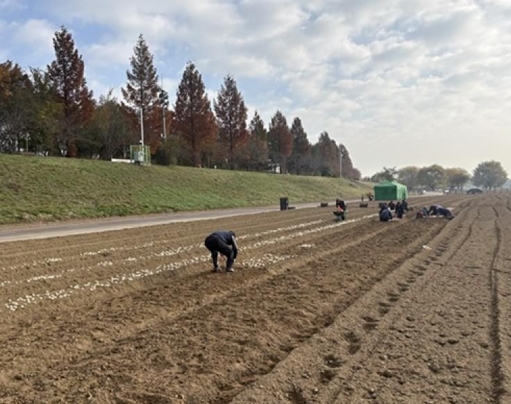 파주시 금촌2동, 내부 인력으로 2026 공릉천 튤립축제 식재 작업 완료