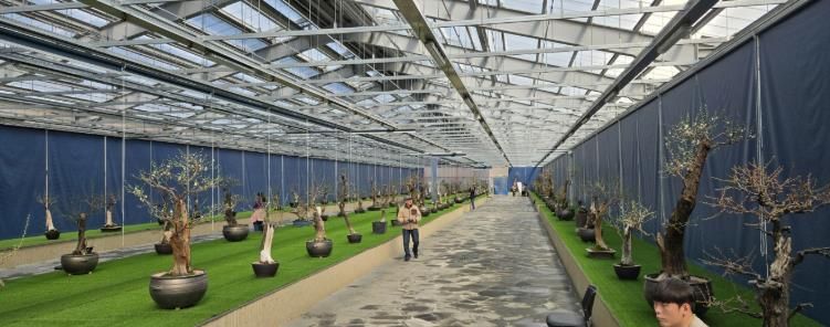 한국선비매화공원 분매원에 매화 분재들이 전시된 모습