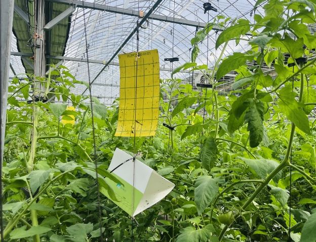 뿔나방 예찰트랩조사.jpg 바로보기뿔나방 예찰트랩조사