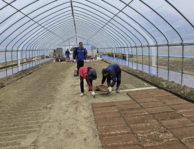 못자리 모판 늘어놓기