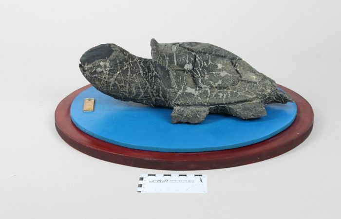 태백석탄박물관, 유물 기증으로 운영 활성화 기대