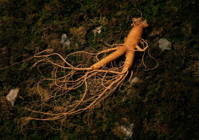 '인삼문화: 지식, 기술 그리고 사회문화적 실천' - 인삼