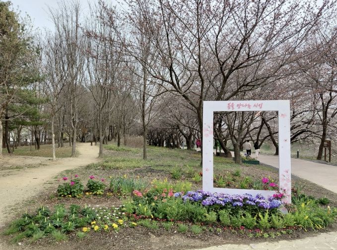 수원시 권선구 황구지천 산책로, 다채로운 꽃길과 벚꽃 포토존으로 주민 맞이