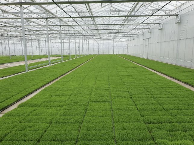 고품질 여주쌀 생산을 위한 볍씨소독 및 적기 못자리 설치